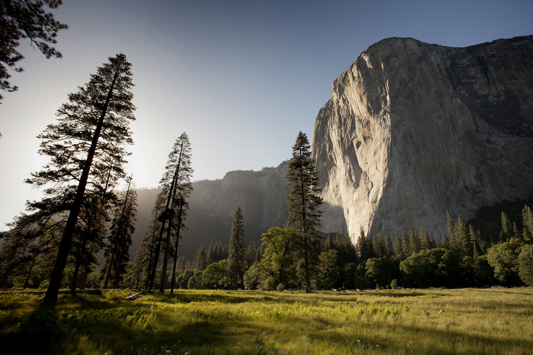 El Capitan above a meadow and tall pines