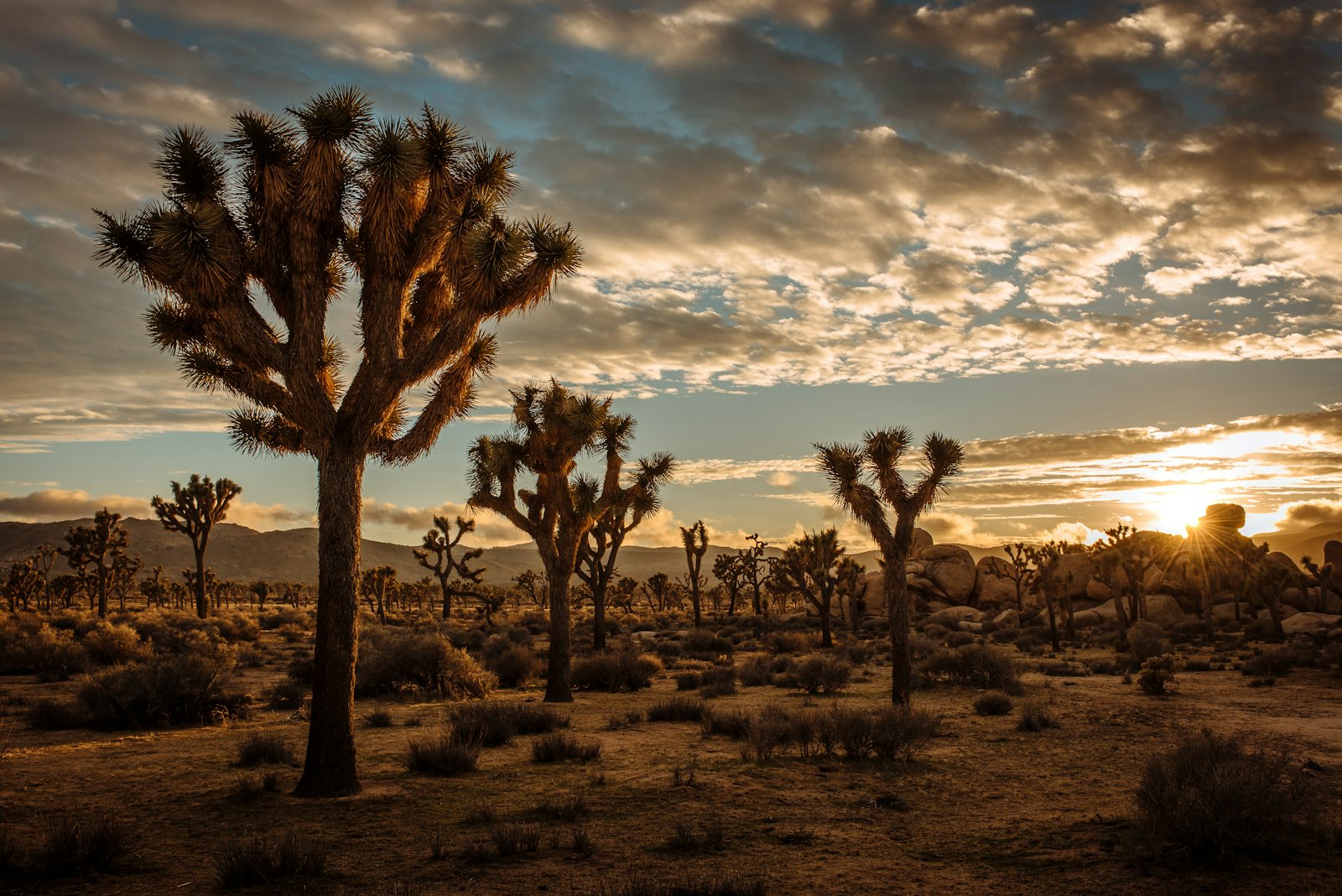 Joshua trees at sunset, Joshua Tree National Park