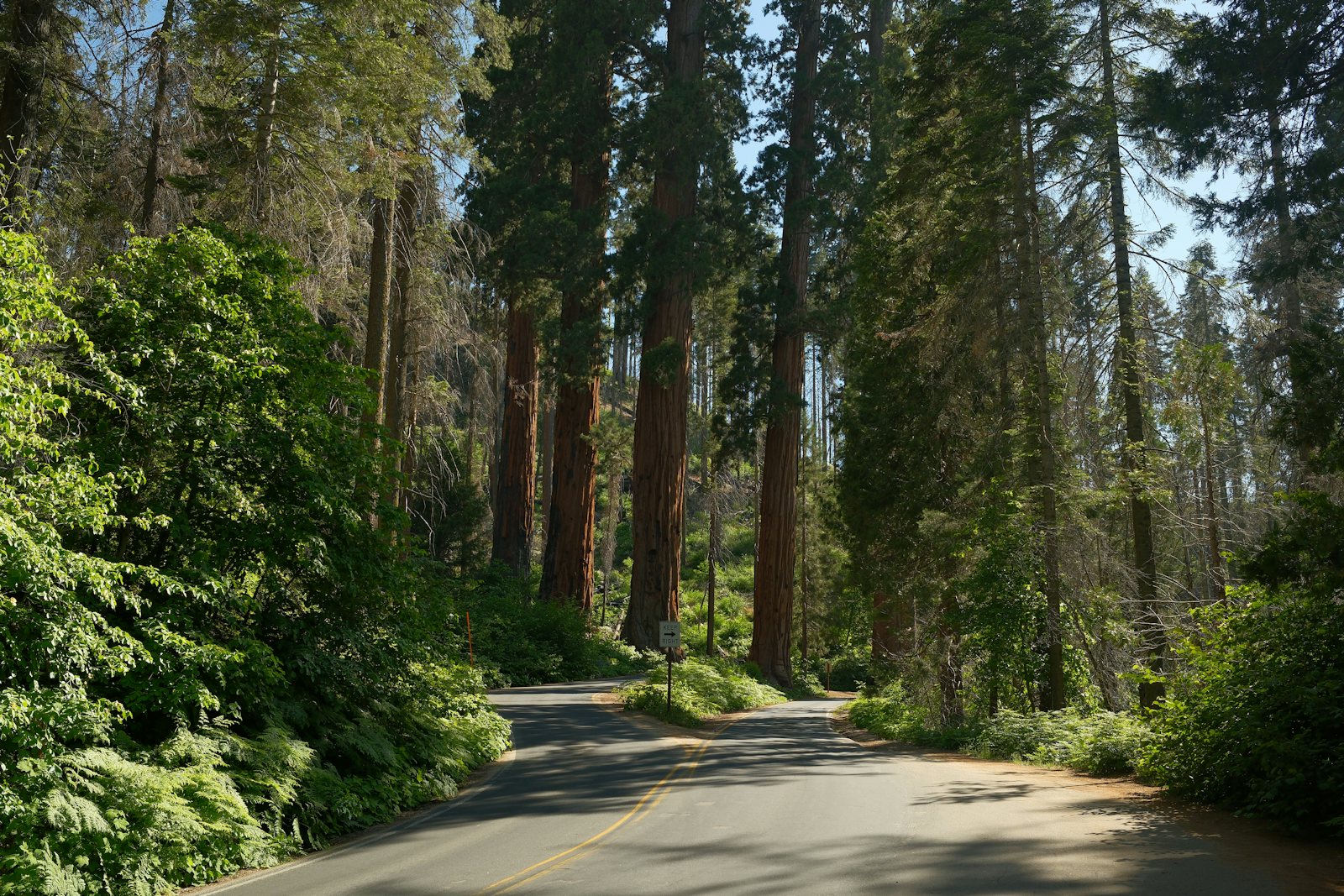 Giant sequoias, Sequoia National Park