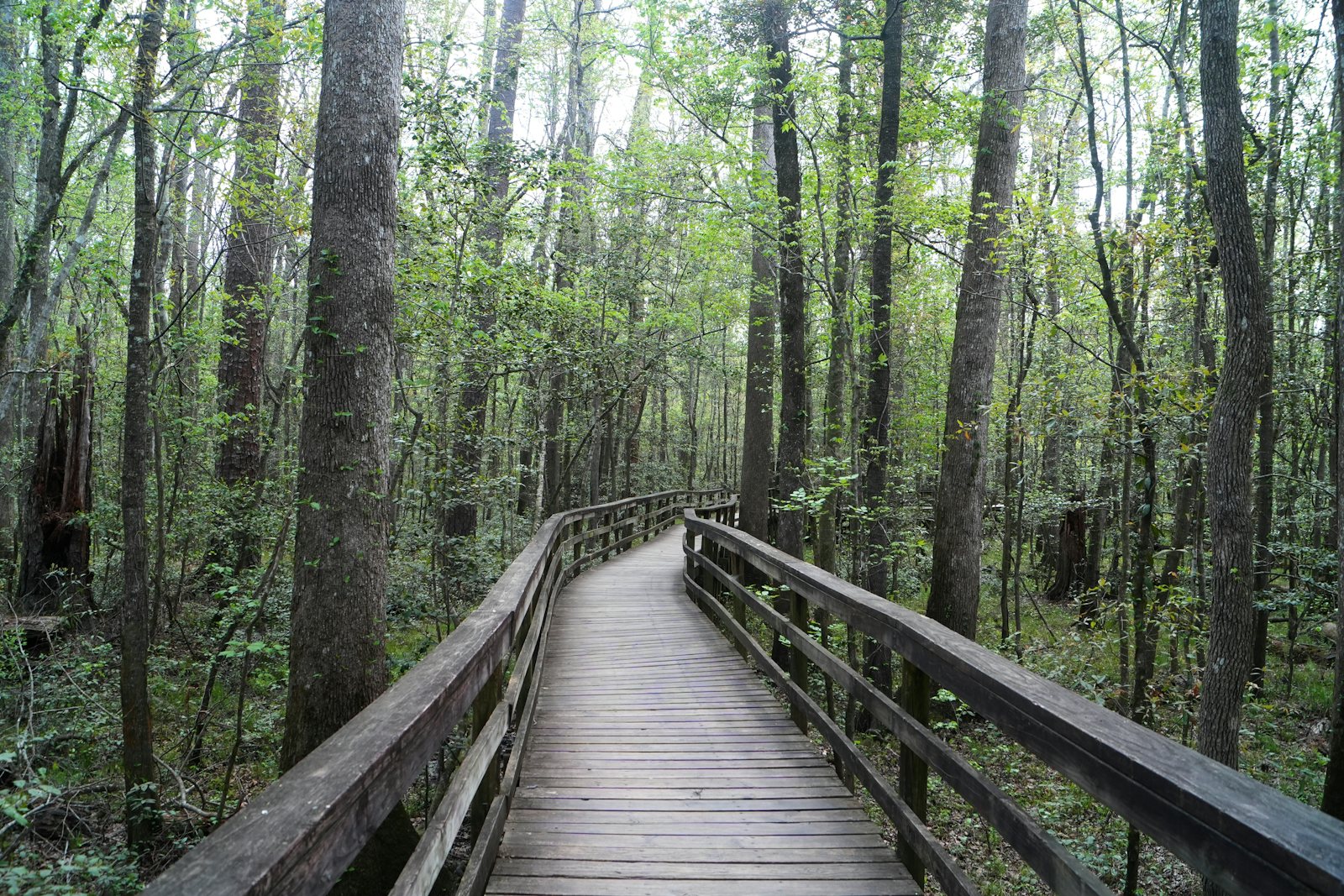 The Boardwalk trail at Congaree National Park
