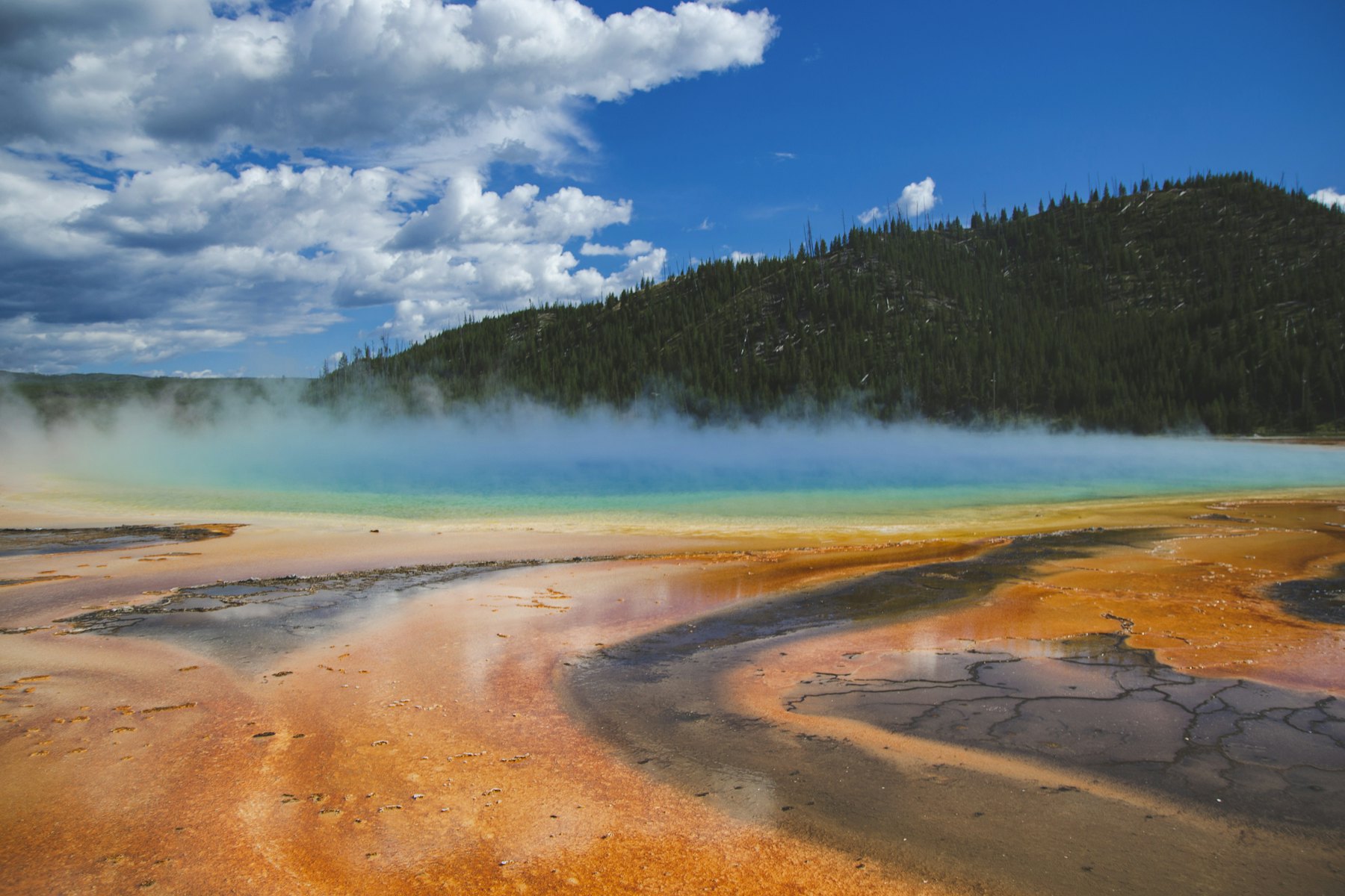Grand Prismatic Spring with rainbow-colored mats beside forested hills