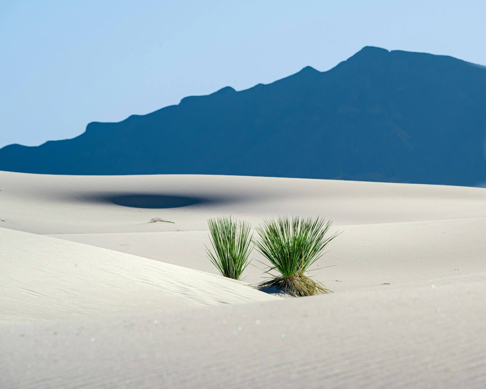 White Sands National Park is almost unreal, like a dream. Two yucca plants are surrounded by pure white gypsum dunes at sunset, as abstract 
