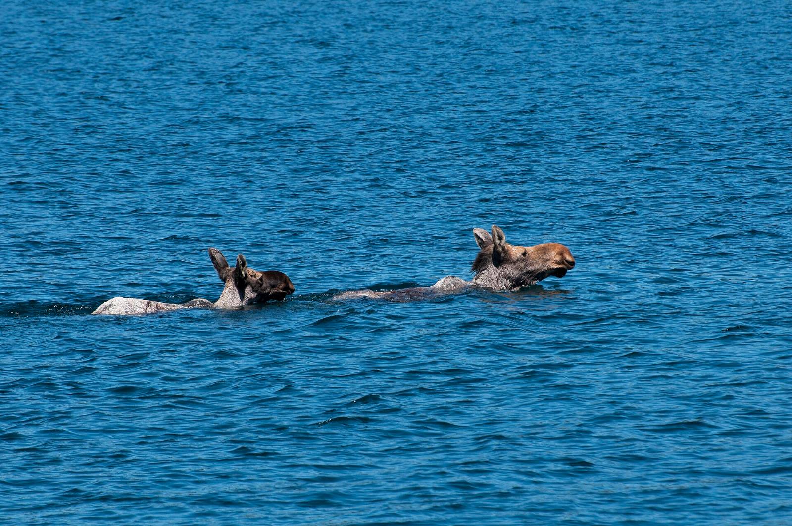 A cow moose swims ahead of her calf in the Rock Harbor channel, Isle Royale