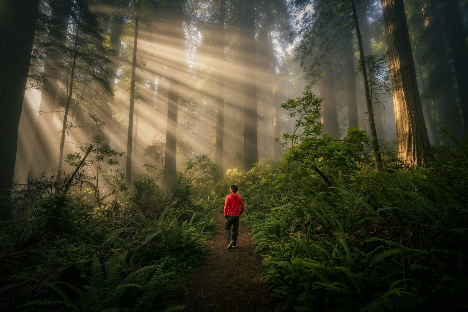 When there is fog Redwoods NP is especially a magical place!